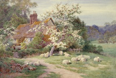 Schafe vor einem Häuschen im Frühling von Charles James Adams