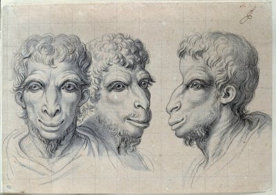 Studien von drei Männerköpfen, die an die Physiognomie des Kamels erinnern von Charles Le Brun