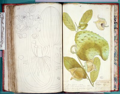 Ms 23 Kardamom, aus einem Manuskript über Pflanzen der Antillen und Santo Domingo von Charles Plumier