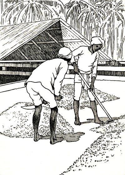 Das Trocknen des Kakaos, 1912 von Charles Robinson