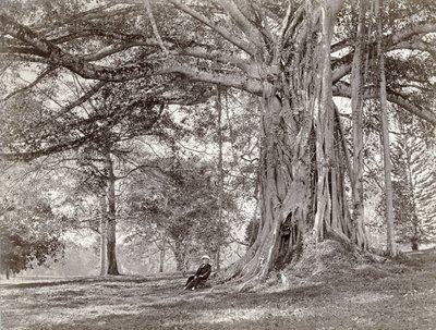 Ein Herr sitzt unter einem großen einheimischen Baum in Britisch-Ceylon, heute Sri Lanka, 1880er Jahre von Charles T Scowen and Co