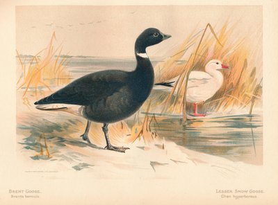 Ringelgans Branta bernicla, Kleine Schneegans Chen hyperboreus, 1900 von Charles Whymper