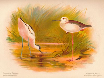 Säbelschnäbler Recurvirostra avosetta, Stelzenläufer Himantopus melanopterus, 1900 von Charles Whymper