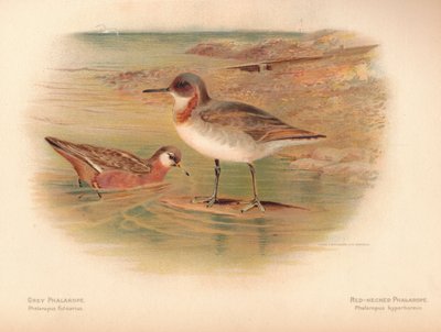 Grauer Phalarope Phalaropus fulicarius, Rotnacken-Phalarope Phalaropus hyperboreus, 1900 von Charles Whymper