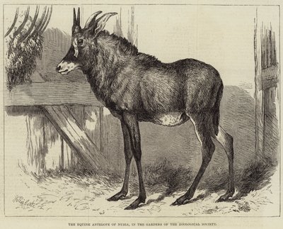 Die Pferdeantilope von Nubien, in den Gärten der Zoologischen Gesellschaft von Charles William Carter