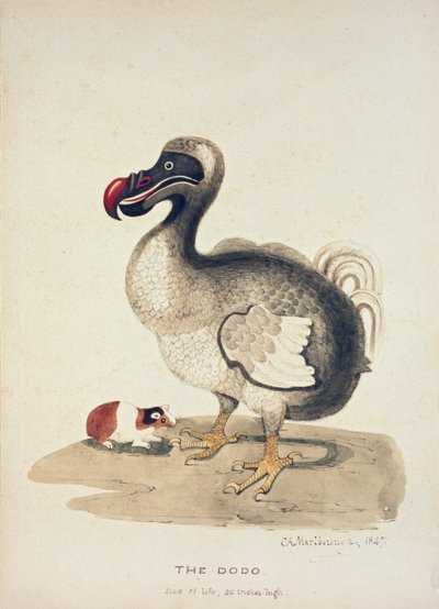 Studie eines Dodos und eines Meerschweinchens, 1847 von Charlotte Augusta Spencer Churchill
