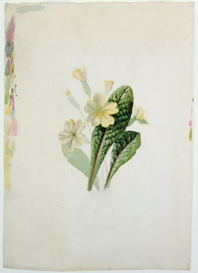 Studie einer Primel, ca. 1830 von Charlotte Bronte