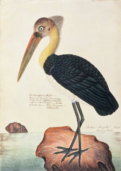 Ardea Argala, aus Zeichnungen von Vögeln aus Malakka, ca. 1805-18 von Chinese School