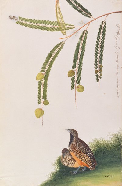 Bindenlaufhühnchen, aus Zeichnungen von Vögeln aus Malakka, ca. 1805-18 von Chinese School