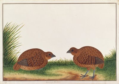 Schwarzes Rebhuhn, aus Zeichnungen von Vögeln aus Malakka, ca. 1805-18 von Chinese School