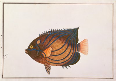 Blue-ringed Angelfish, aus Zeichnungen von Fischen aus Malakka, ca. 1805-18 von Chinese School