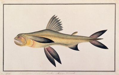 Bombay-Ente, aus Zeichnungen von Fischen von Malakka, ca. 1805-18 von Chinese School