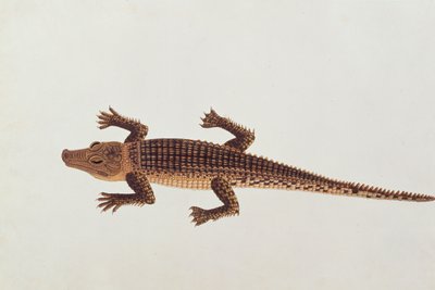 Boo-ay-ah Alligator, aus Zeichnungen von Tieren, Insekten und Reptilien aus Malakka, ca. 1805-18 von Chinese School