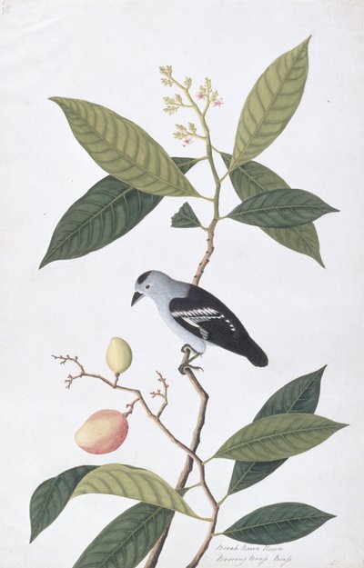 Booah Nawa Hawa, aus Zeichnungen von Vögeln aus Malakka, ca. 1805-18 von Chinese School