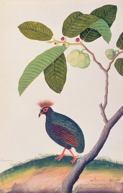 Booah Tumpang, aus Zeichnungen von Vögeln aus Malakka, ca. 1805-18 von Chinese School