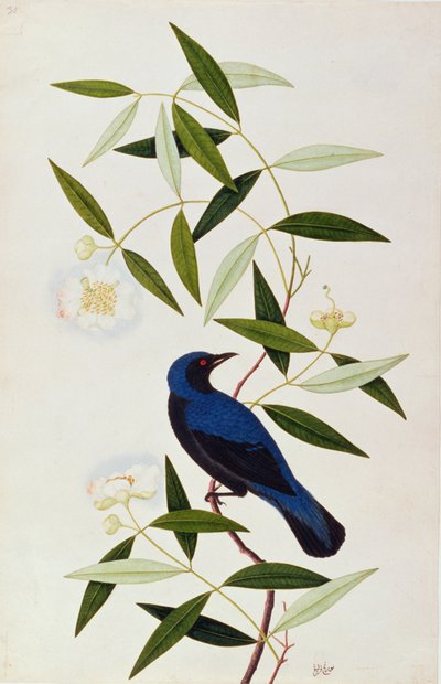 Boorah Farleeh, aus Zeichnungen von Vögeln aus Malakka, ca. 1805-18 von Chinese School