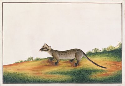 Gewöhnliche Palmenzibetkatze, aus Zeichnungen von Tieren, Insekten und Reptilien aus Malakka, ca. 1805-18 von Chinese School