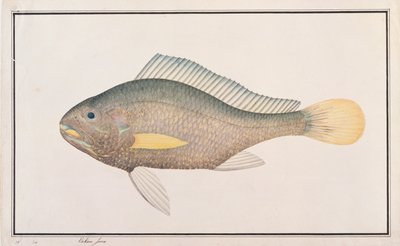 Croaker, aus Zeichnungen von Fischen aus Malakka, ca. 1805-18 von Chinese School