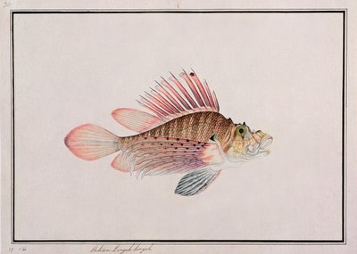 Eekan Linqah Singah, aus Zeichnungen von Fischen aus Malakka, ca. 1805-18 von Chinese School