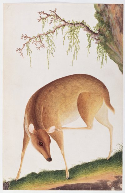 Rehkitz, aus Zeichnungen von Tieren, Insekten und Reptilien aus Malakka, ca. 1805-18 von Chinese School