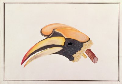 Großer Nashornvogel, aus Zeichnungen von Vögeln aus Malakka, ca. 1805-18 von Chinese School