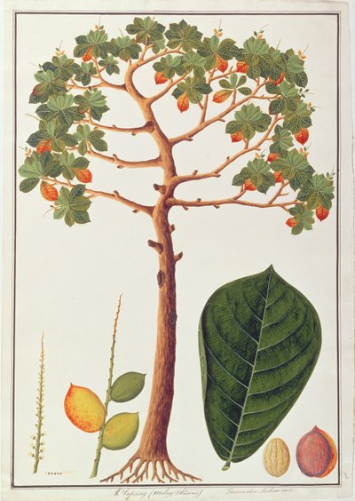 Klapang Terminalia Molucana oder Malaiische Mandel, aus Zeichnungen von Pflanzen aus Malakka von Chinese School