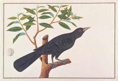 Koel, aus Zeichnungen von Vögeln aus Malakka, ca. 1805-18 von Chinese School