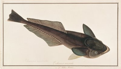 Lebender Haifischsauger, aus Zeichnungen von Fischen von Malakka, ca. 1805-18 von Chinese School