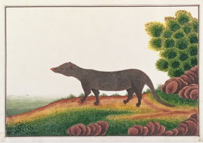 Mungo, aus Zeichnungen von Tieren, Insekten und Reptilien aus Malakka, ca. 1805-18 von Chinese School