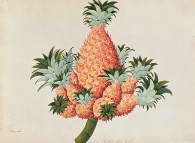 Nanas oder Ananas, aus Zeichnungen von Pflanzen aus Malakka, ca. 1805-18 von Chinese School