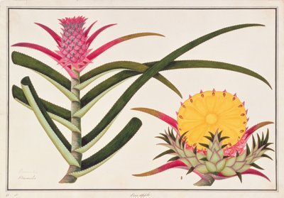 Ananas oder Bromelia, aus Zeichnungen von Pflanzen aus Malakka, ca. 1805-18 von Chinese School