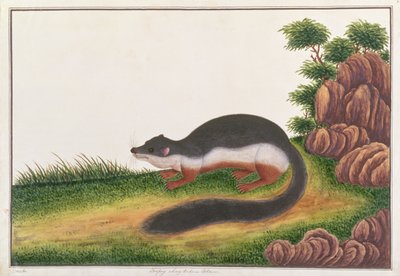 Prevosts Eichhörnchen, aus Zeichnungen von Tieren, Insekten und Reptilien aus Malakka, ca. 1805-18 von Chinese School