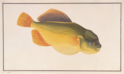 Putterfish, aus Zeichnungen von Fischen aus Malakka, ca. 1805-18 von Chinese School