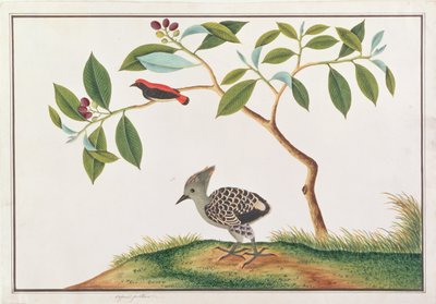 Scharlachrücken-Blütenpicker mit Grau-und-Buff-Specht, aus Zeichnungen von Vögeln aus Malakka, ca. 1805-18 von Chinese School