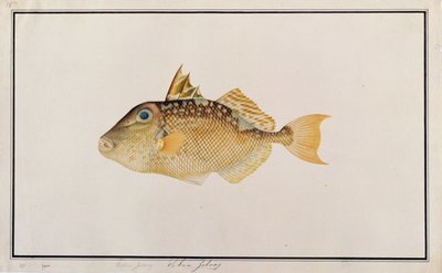 Sternen-Drückerfisch, aus Zeichnungen von Fischen von Malakka, ca. 1805-18 von Chinese School