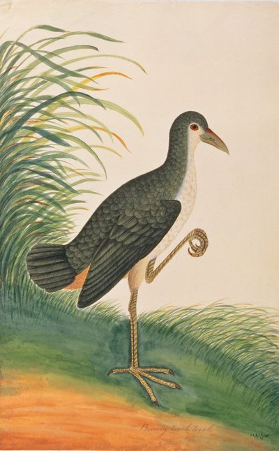 Weißbrust-Wasserhuhn, aus Zeichnungen von Vögeln aus Malakka, ca. 1805-18 von Chinese School