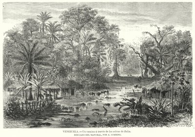 Pfad durch den Dschungel von Zulia, Venezuela von Christian Anton Goering