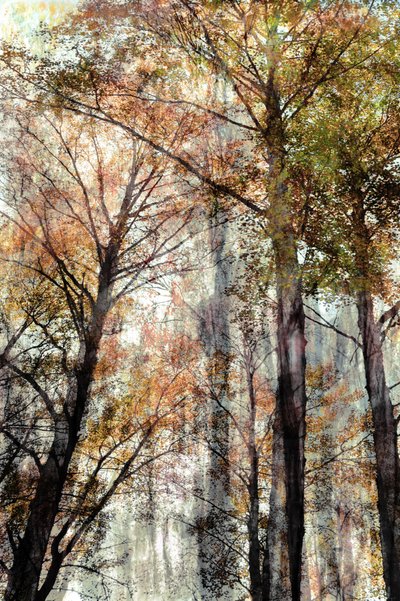 Herbstwaldlicht von Christina Sillen