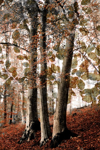 Herbstliche Waldszene von Christina Sillen