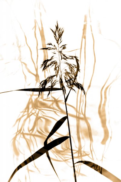 Zarte Schilfsilhouette von Christina Sillen