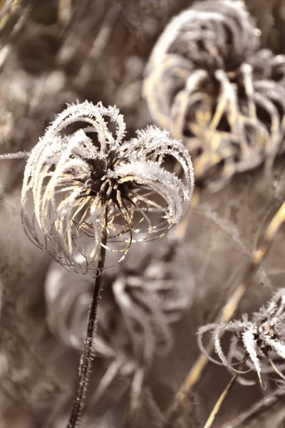 Zarter Winterfrost von Christina Sillen