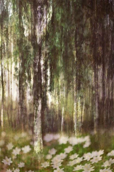 Träumender Birkenwald von Christina Sillen