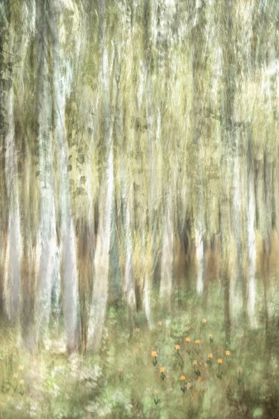 Träumige Birkenwälder von Christina Sillen