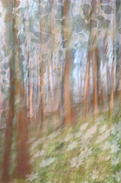 Träumende Waldblüte von Christina Sillen