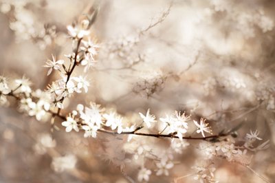 Träumige Weiße Blüten von Christina Sillen