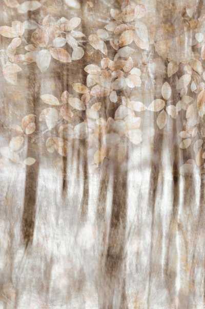 Träumende Waldblätter von Christina Sillen