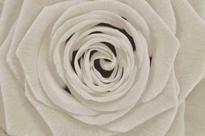 Elegante weiße Rose von Christina Sillen