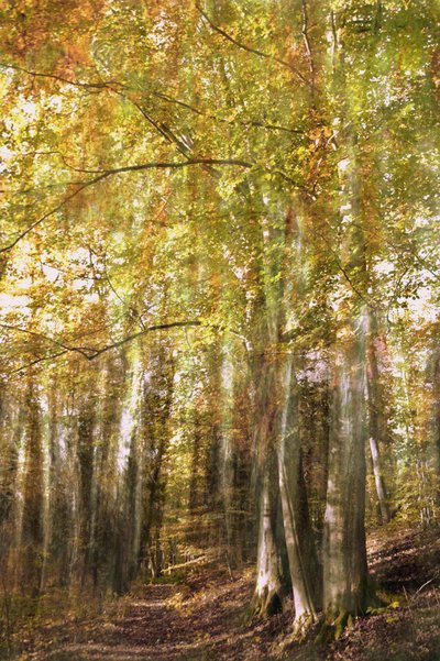 Verzauberter Waldweg von Christina Sillen
