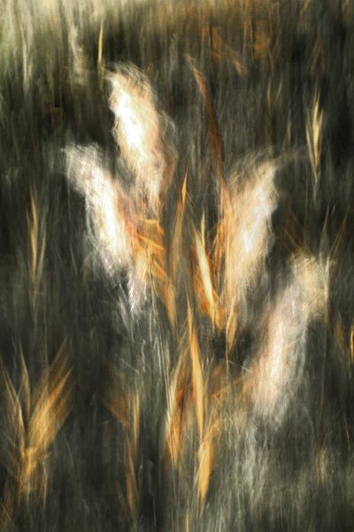 Ätherisches Goldenes Gras von Christina Sillen