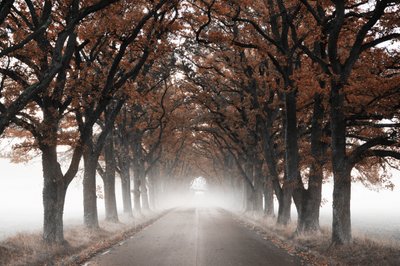 Nebliger Herbstbaumtunnel von Christina Sillen